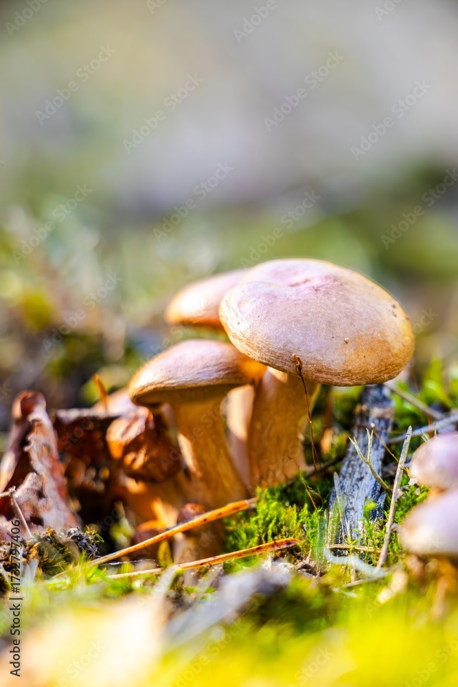 Fototapeta premium Group of wild mushrooms growing on forest floor, surrounded by vibrant green moss and fallen leaves, showcasing the beauty of nature and biodiversity in a serene environment