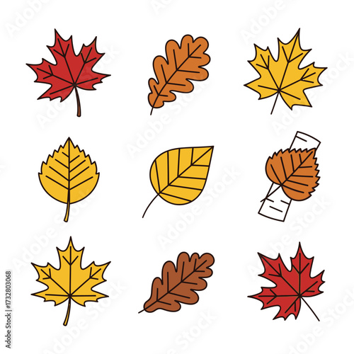 Collection of autumn leaves in red orange and yellow colors isolated on white background