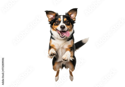 Happy dog jumping in the air isolated on transparent background