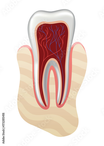 Dental implant. Medical educative infographic poster. Teeth implant, realistic vector design of dentistry. Healthcare, dentist and orthodontist treatment