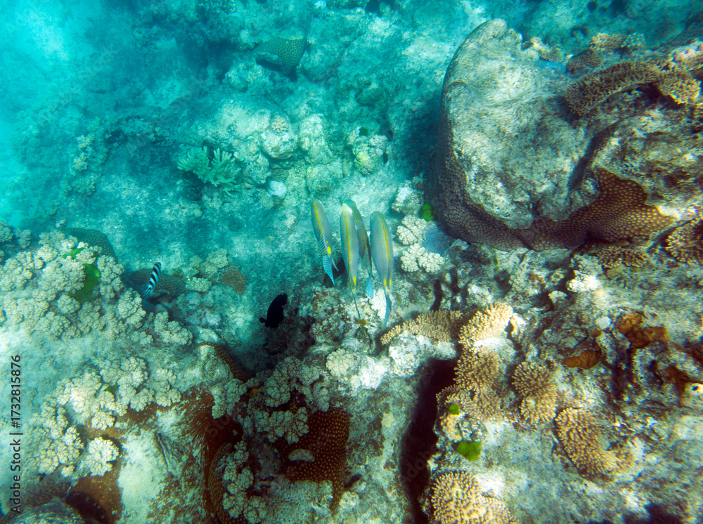 Fototapeta premium Photo of coral reef