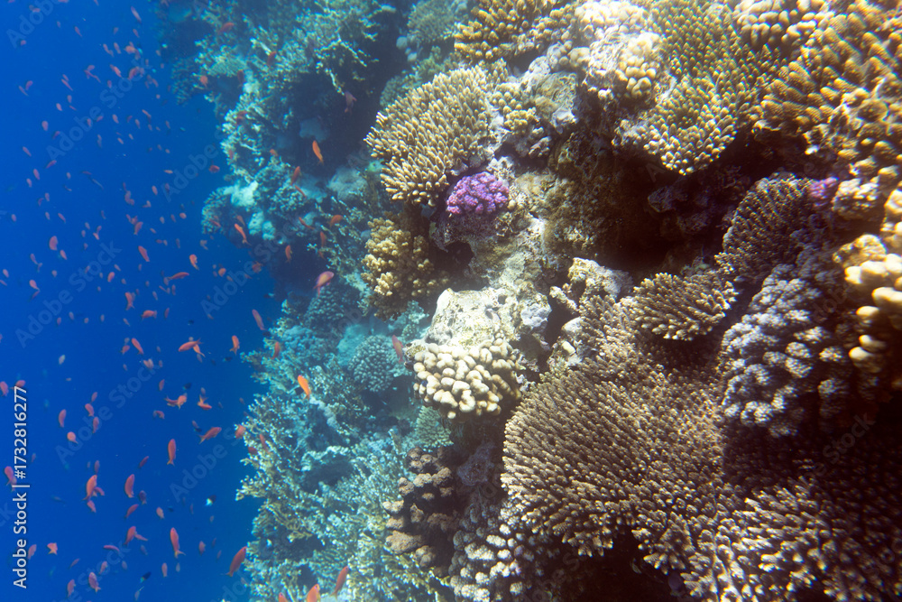 Fototapeta premium Photo of coral reef in Sharm El Sheik