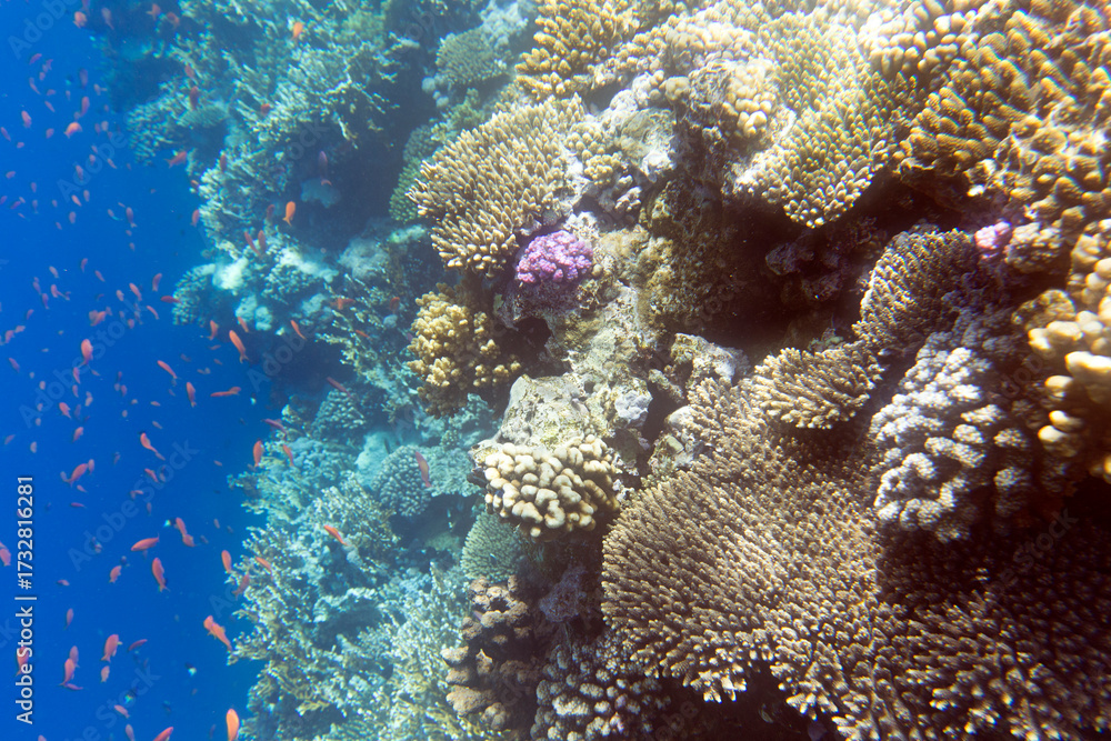 Obraz premium Photo of coral reef in Sharm El Sheik
