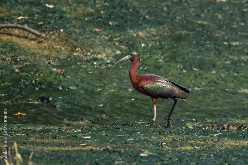 Glossy Ibis or Plegadis falcinellus foraging in wetland at Thane Maharashtra