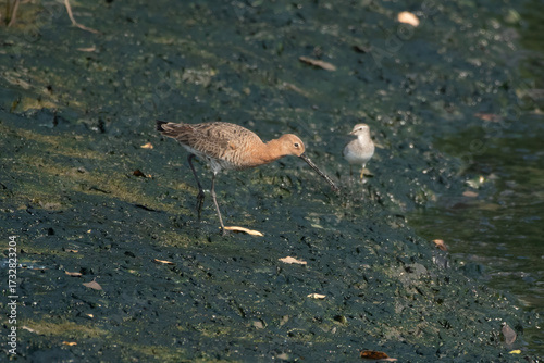 Black-tailed Godwit or Limosa limosa foraging on mudflat at Thane Maharashtra