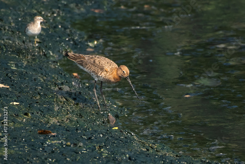 Black-tailed Godwit or Limosa limosa foraging on mudflat at Thane Maharashtra