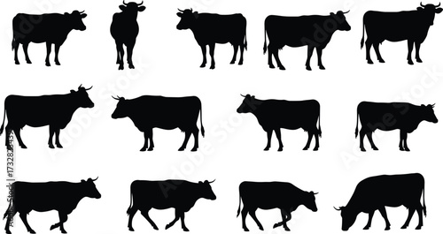 Cow silhouette collection, vector farm animal poses, walking, standing, grazing cattle, black cow shapes for agriculture, design, print, and branding use