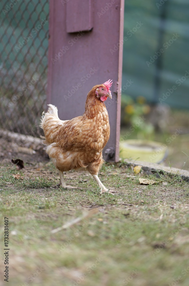 Fototapeta premium Close-up of a Loman Brown hen in a yard, standing proudly. Graceful, serious, and beautiful domestic chicken in natural environment