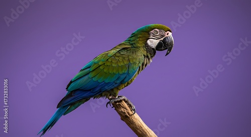 Vibrant parrot perched on a branch against a purple background