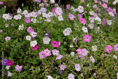Petunia, namely surfinia. Petunias mixed colors in the garden. Colorful common garden petunias. Petunias floral background
