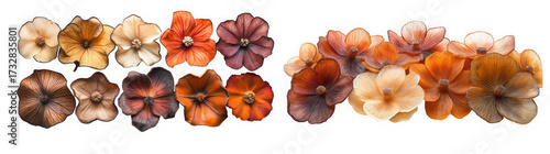 Wallpaper Mural Collection of small, delicate, dried flowers in various shades of brown, orange, and red, isolated on transparent background Torontodigital.ca