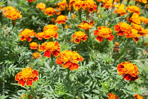 French marigolds, or Tagetes erecta, are ornamental flowers suitable for planting in the garden and also act as mosquito repellent. These beautiful flowers are widely used in essential oil formulation