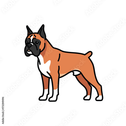 A stylized boxer dog standing proudly with a white chest and legs isolated on white background