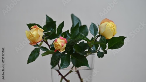 Yellow rose blooming in Nordic morning light timelapse