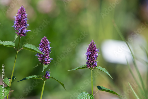 Close up of a beelicious purple agastache flower in bloom