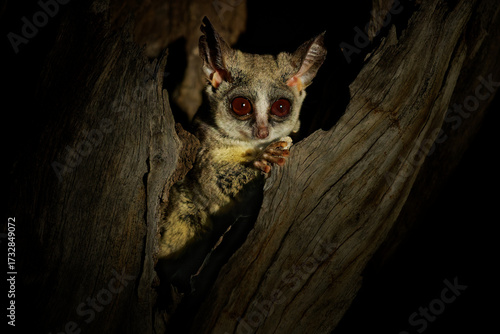Mohol bushbaby Galago moholi primate in Galagidae native to mesic woodlands of southern Africa, in savanna, miombo and mopane woodland, cute nocturnal animal in the night