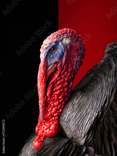 portrait of a turkey on a black and red background