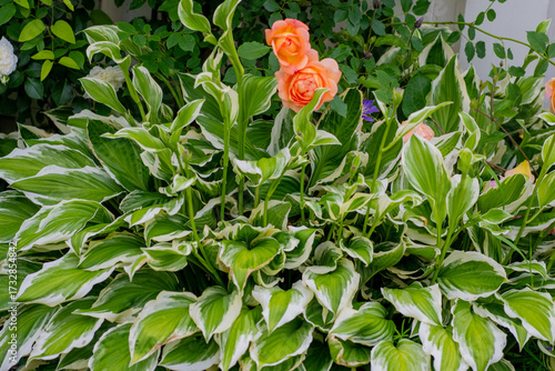Wallpaper Mural Orange roses and green hostas, whose flower language is "bonds" Torontodigital.ca