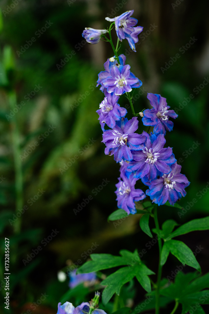 Fototapeta premium Flowers in the garden
