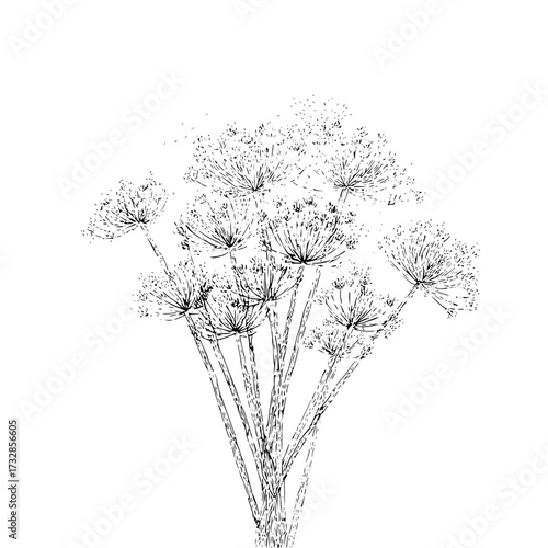 Detailed botanical illustration of dill flowers with intricate line work and delicate floral umbels design