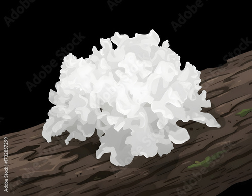Tremella fuciformis mushroom growing on a wooden log in dark background  