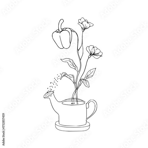 Hand drawn illustration of a pepper plant and flower growing from a watering can with water droplets