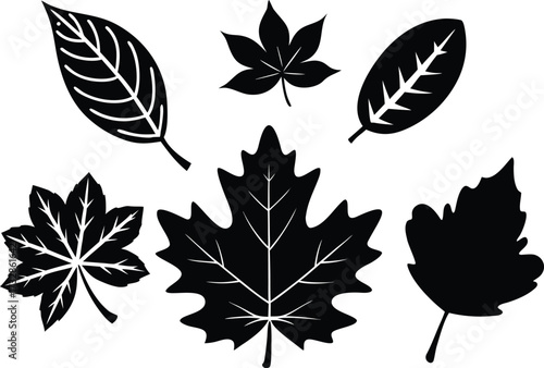 Set of autumn maple oak birch chestnut leaves vector illustration for eps files isolated on transparent background