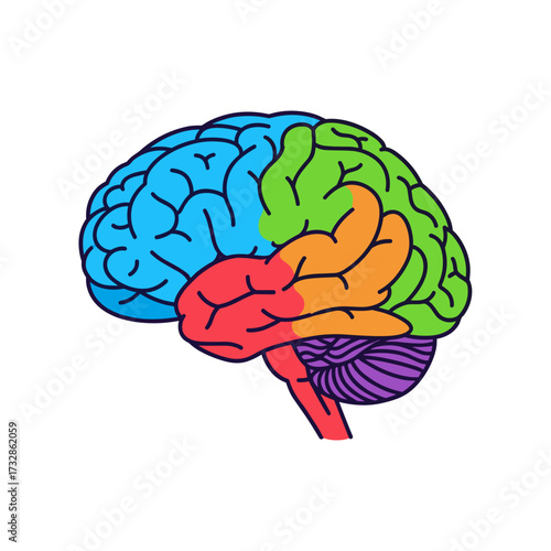 Brain anatomy shown with colored areas on white backdrop. Brain anatomy demonstrates different lobes, showing cerebral cortex and cerebellum.