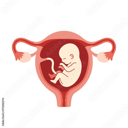 Baby in womb illustration on white backdrop showcases human fetus within uterus. Baby in womb illustration represents growth during pregnancy, portraying anatomical details of fetal development.