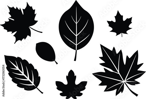 Diverse autumn leaves vector set maple oak birch chestnut scalable eps illustration isolated on transparent background