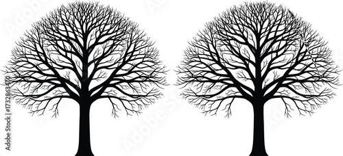 Symmetrical bare tree silhouettes, black vector illustration, winter tree design, nature symmetry artwork, botanical graphic, seasonal landscape icon