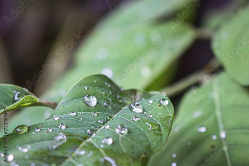 Hay gotas de agua sobre las plantas