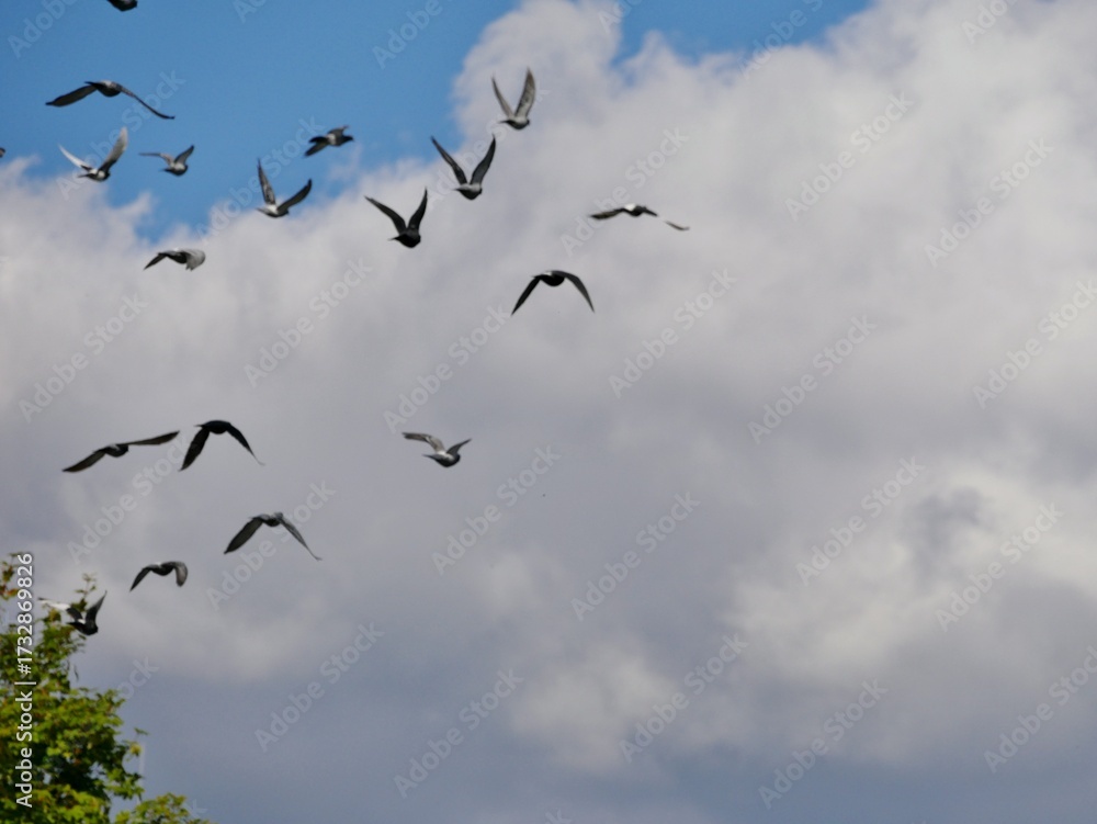 Fototapeta premium Taubenschwarm am blauen Himmel