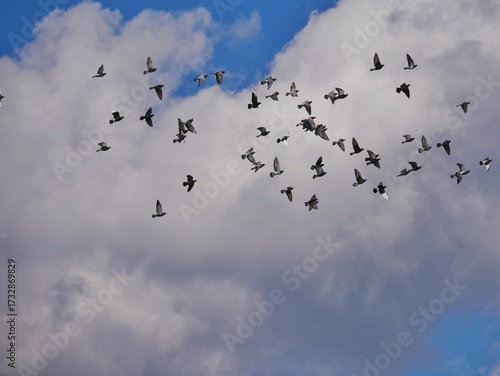 Taubenschwarm am blauen Himmel
