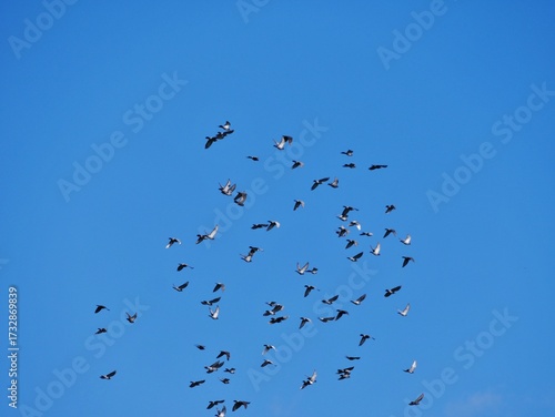 Taubenschwarm am blauen Himmel
