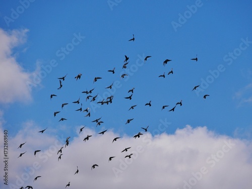 Taubenschwarm am blauen Himmel