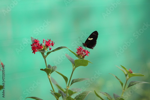 Black Butterfly on Red Pentas Flowers in Tropical Garden
