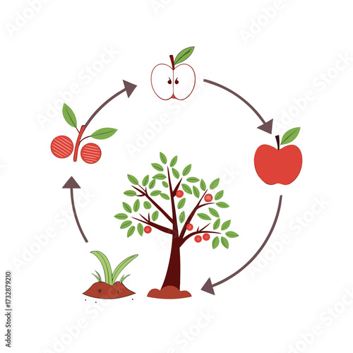 Illustration of the apple life cycle from seed to mature tree