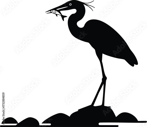 Heron bird standing on rock catching fish in beak silhouette wildlife nature scene vector illustration 