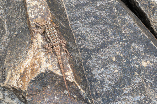 Western Fence Lizard top view