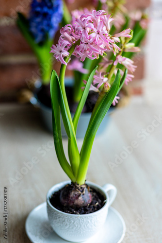 Fresh floral home decor, Easter holiday preparation. Hyacinth bright pink, violet flowers with bulbs in metal pot. Gardening tools, leisure and hobby concept. Wooden background, springtime