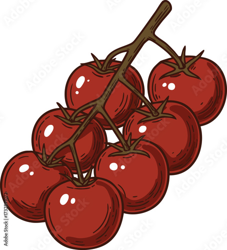 Cluster of ripe red cherry tomatoes on vine vector illustration for cooking and gardening designs 