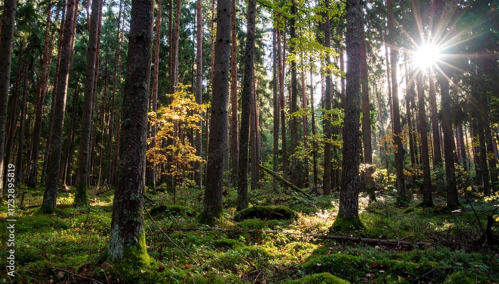 Obraz premium Sunlight streams through a dense forest floor