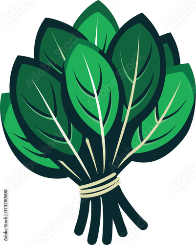 Bunch of fresh spinach leaves isolated on white background