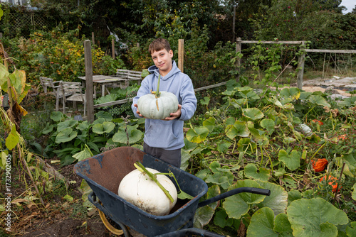 Young Person Harvesting Crown Pumpkins in Autumn Garden