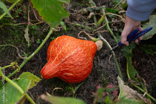 Young Person Cutting Golden Hubbard Pumpkin from Vine in Autumn Garden
