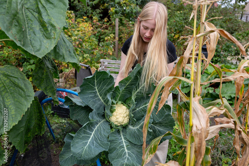 Girl Harvesting Cauliflower in Autumn Garden