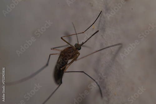 Mosquito resting on a wall