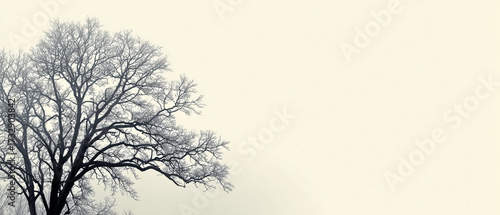 Wallpaper Mural Branch Bare Tree Branches Silhouette against Pale Sky, Generous Copy Space Torontodigital.ca