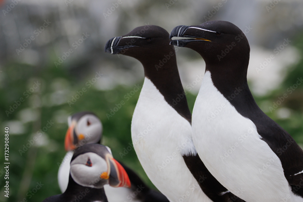 Naklejka premium Two razorbills in profile with atlantic puffins in the background